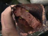 Boots will eat just about anything, and this proves it.